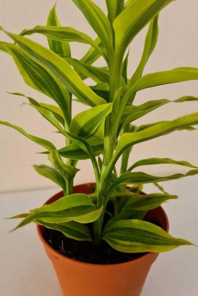 Plant N Craft