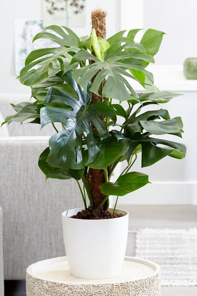 Plant N Craft