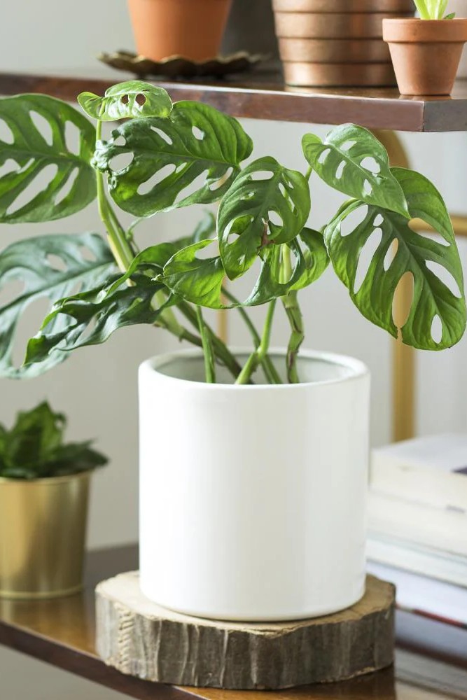 Plant N Craft