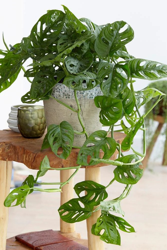 Plant N Craft
