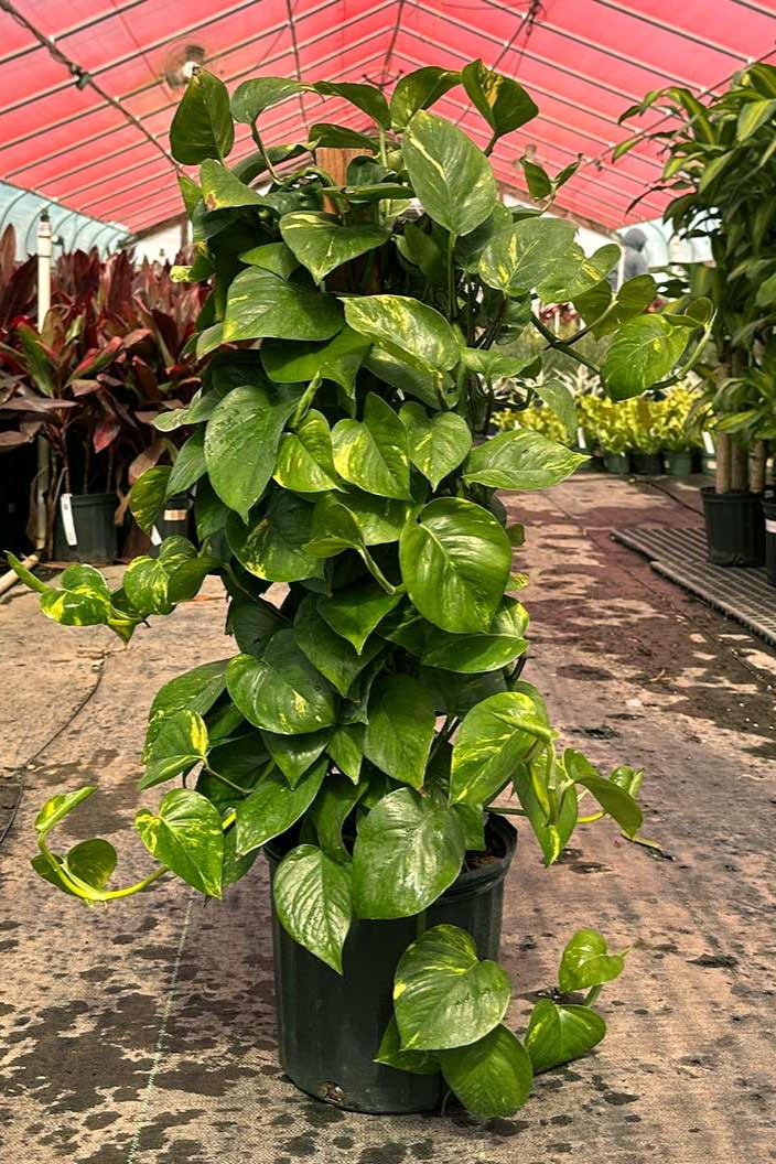 Plant N Craft