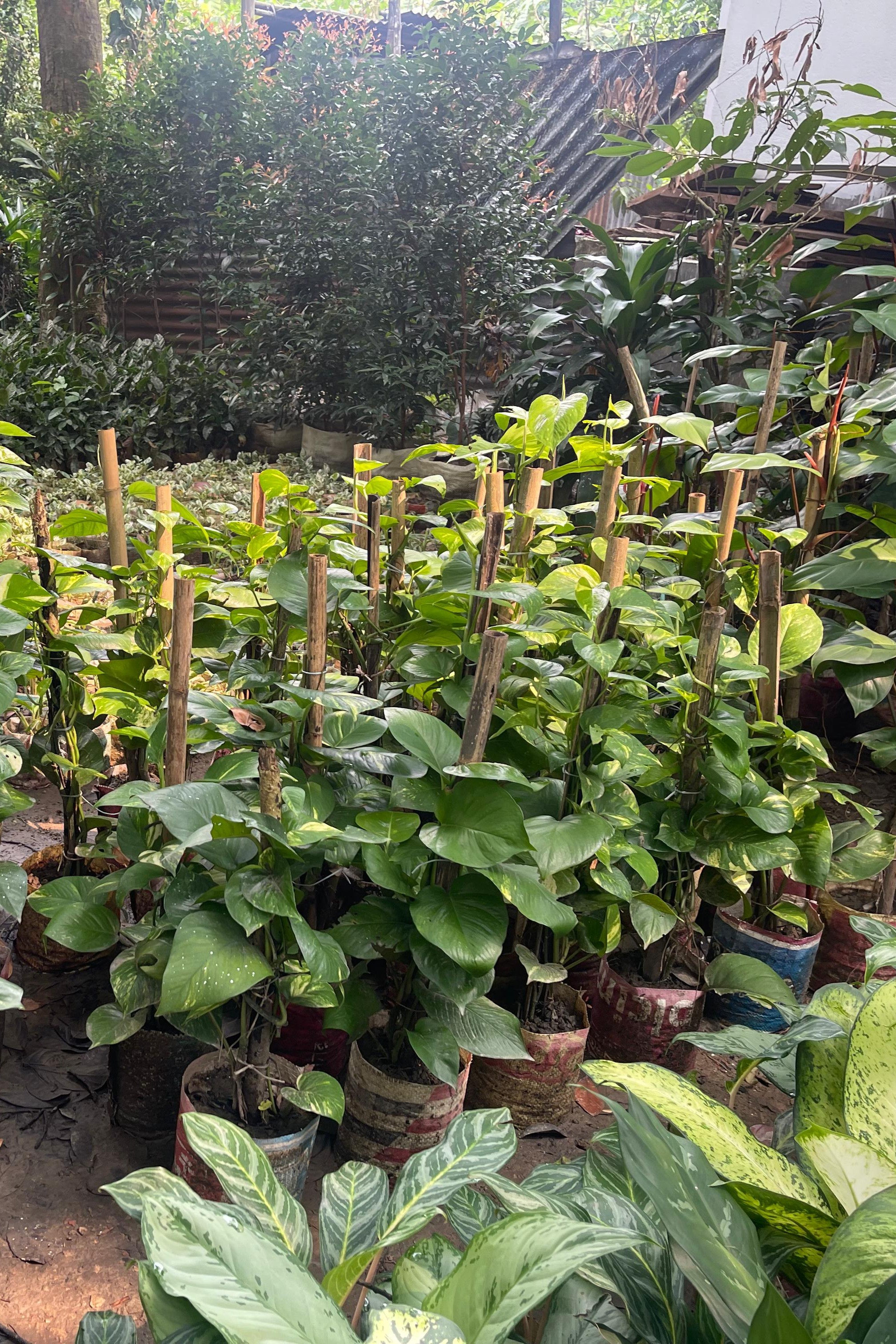 Plant N Craft