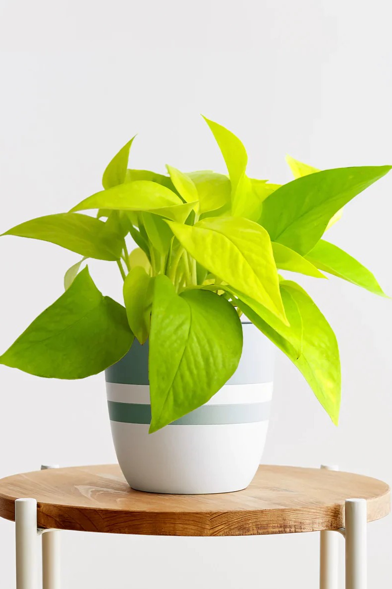 Plant N Craft